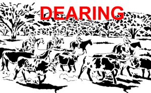 Longhorn Cattle Drive Scene